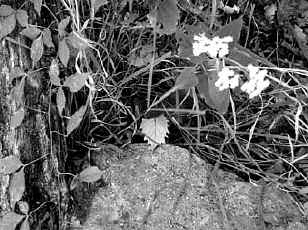 flowers b&w.JPG (44061 bytes)
