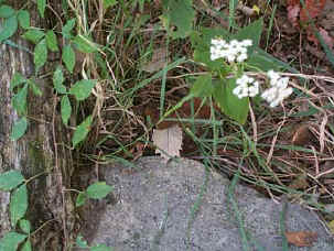 flowers color.JPG (39553 bytes)