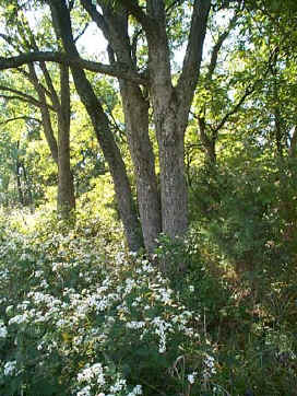 trees and flowers.JPG (64194 bytes)